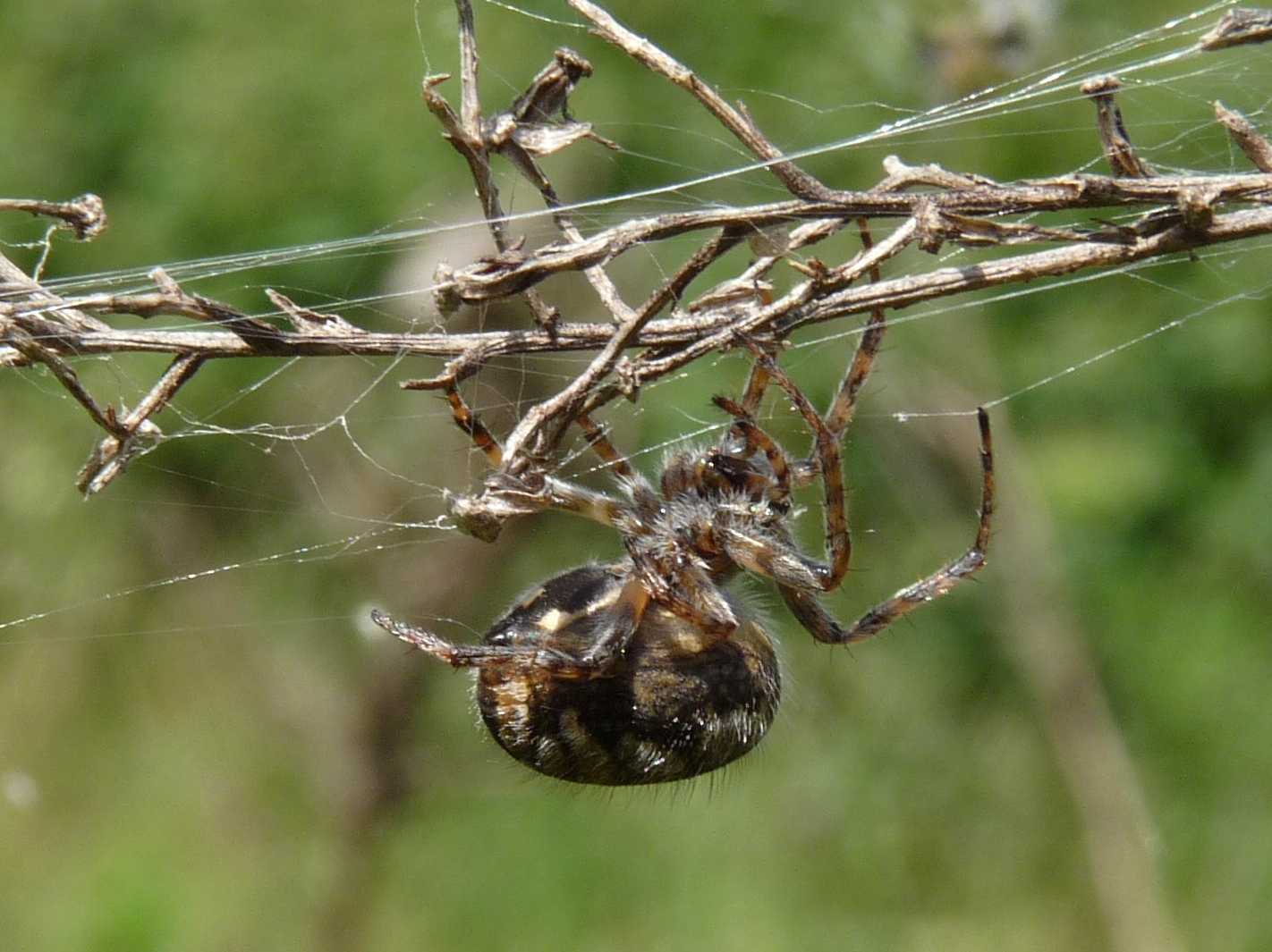 Araneidae - Cornuda (TV)